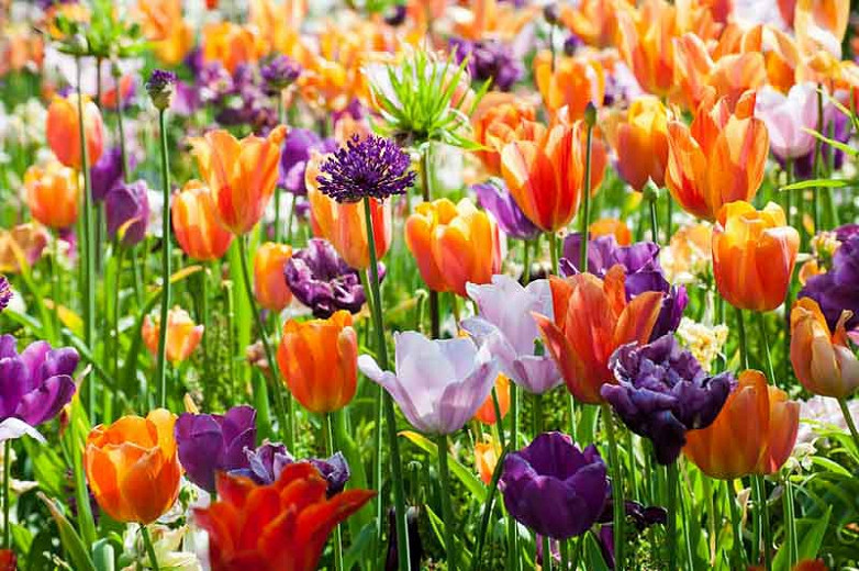 Brighten Up Your Garden From January Through May with Colorful Flower Bulbs